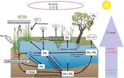 Editorial: Wetland ecosystems as important greenhouse hotspots